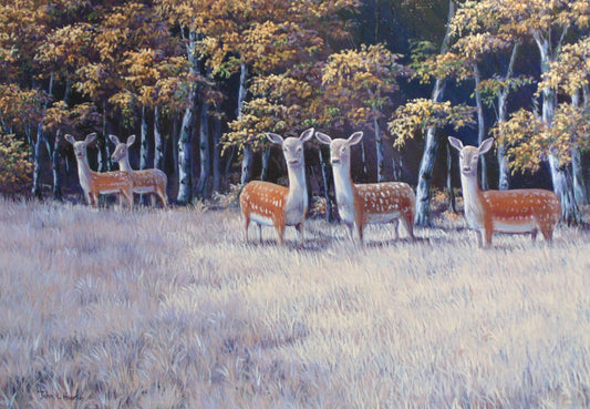 5 Fallow Deer